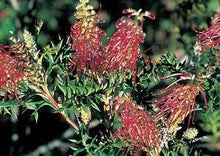 Load image into Gallery viewer, GREVILLEA BRONZE ROVER 140MM POT
