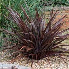 Load image into Gallery viewer, PHORMIUM TENAX DARK DELIGHT 18CM POT