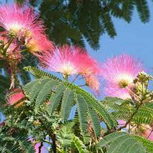 Load image into Gallery viewer, ALBIZZIA JULIBRISSIN - PERSIAN SILK TREE 20CM POT
