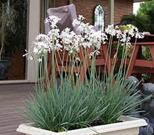 Load image into Gallery viewer, SOCIETY GARLIC - TULBAGHIA VIOLACEA ASHANTI PEARL 14CM POT