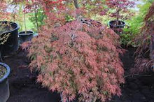 Load image into Gallery viewer, WEEPING MAPLE BROCADE 33CM POT