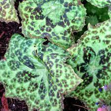 Load image into Gallery viewer, PODOPHYLLUM SPOTTY DOTTY 14CM POT