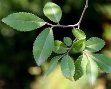 Load image into Gallery viewer, CHINESE ELM - ULMUS PARVIFOLIA 40CM POT