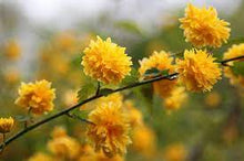Load image into Gallery viewer, KERRIA JAPONICA 20CM POT