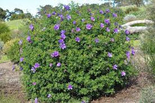Load image into Gallery viewer, ALYOGYNE HUEGELII - NATIVE HIBISCUS 14CM POT