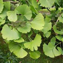 Load image into Gallery viewer, GINKGO BILOBA 50LTR POT - ADVANCED