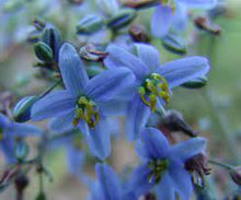 Load image into Gallery viewer, DIANELLA CASSA BLUE 14CM POT
