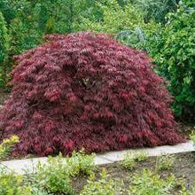 Load image into Gallery viewer, WEEPING MAPLE ATROPURPUREUM 60CM POT
