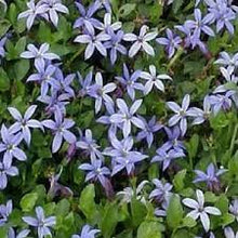 Load image into Gallery viewer, PRATIA BLUE 14CM POT