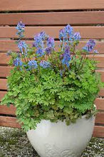 Load image into Gallery viewer, CORYDALIS BLUE LINE 14CM POT