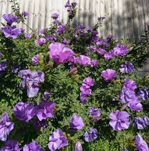 Load image into Gallery viewer, ALYOGYNE HUEGELII - NATIVE HIBISCUS 14CM POT