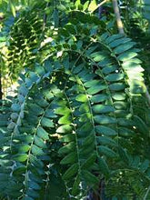 Load image into Gallery viewer, WEEPING GLEDITSIA EMERALD CASCADE 40CM POT