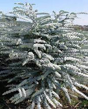 Load image into Gallery viewer, EUCALYPTUS PULVERULENTA BABY BLUE 14CM POT