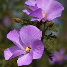 Load image into Gallery viewer, ALYOGYNE HUEGELII - NATIVE HIBISCUS 14CM POT