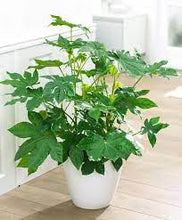Load image into Gallery viewer, JAPANESE ARALIA - FATSIA JAPONICA 18CM POT