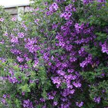 Load image into Gallery viewer, PROSTANTHERA ROTUNDIFOLIA PURPLE 14CM POT