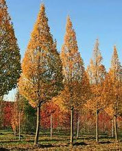 Load image into Gallery viewer, COLUMNAR HORNBEAM - CARPINUS BETULUS FASTIGIATA 40CM POT