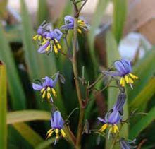Load image into Gallery viewer, DIANELLA TASRED 14CM POT