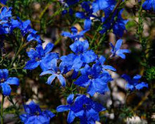 Load image into Gallery viewer, LECHENAULTIA BILOBA SKY HIGH 14CM POT