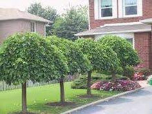 Load image into Gallery viewer, WEEPING MULBERRY - MORUS ALBA 50CM POT