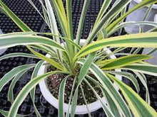 Load image into Gallery viewer, PHORMIUM TENAX LEMON SPRITZER 18CM POT