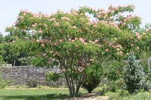 Load image into Gallery viewer, ALBIZZIA JULIBRISSIN - PERSIAN SILK TREE 20CM POT