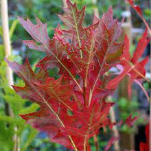 Load image into Gallery viewer, GREEN PILLAR PIN OAK - QUERCUS PALUSTRIS PRINGREEN 40CM POT