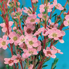 Load image into Gallery viewer, ASTARTEA WINTER PINK 14CM POT