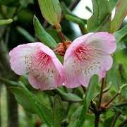 Load image into Gallery viewer, PINK LEATHERWOOD - EUCRYPHIA PINK CLOUD 20CM POT