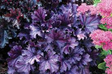 Load image into Gallery viewer, CORAL BELLS - HEUCHERA FOREVER PURPLE 15CM POT