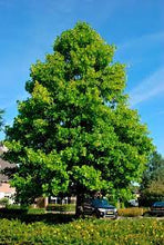 Load image into Gallery viewer, LIRIODENDRON TULIP TREE 40CM POT
