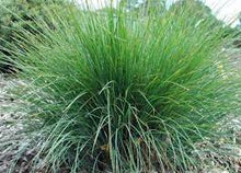 Load image into Gallery viewer, LOMANDRA FROSTY TOP 14CM POT