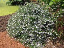 Load image into Gallery viewer, PROSTANTHERA COOL MINT 14CM POT