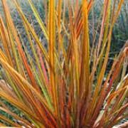Load image into Gallery viewer, LIBERTIA TAUPO BLAZE 18CM POT