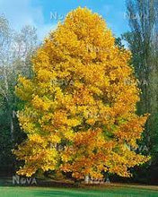 Load image into Gallery viewer, LIRIODENDRON TULIP TREE 40CM POT