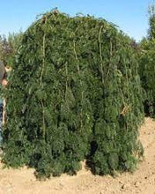 Load image into Gallery viewer, WEEPING GLEDITSIA EMERALD CASCADE 40CM POT