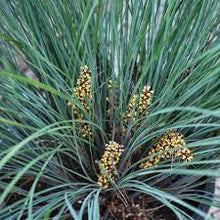 Load image into Gallery viewer, LOMANDRA FROSTY TOP 14CM POT