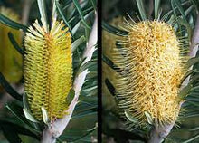 Load image into Gallery viewer, BANKSIA MARGINATA SILVER BANKSIA 14CM POT