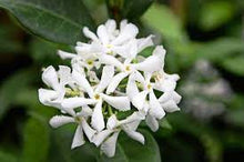Load image into Gallery viewer, CHINESE STAR JASMINE - TRACHELOSPERMUM JASMINOIDES 14CM POT