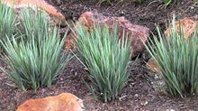 Load image into Gallery viewer, DIANELLA REVOLUTA LITTLE REV 14CM POT