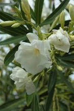 Load image into Gallery viewer, OLEANDER MADONNA GRADIFLORA 20CM POT