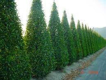 Load image into Gallery viewer, COLUMNAR HORNBEAM - CARPINUS BETULUS FASTIGIATA 40CM POT