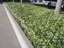 Load image into Gallery viewer, CHINESE STAR JASMINE - TRACHELOSPERMUM JASMINODES 20CM POT