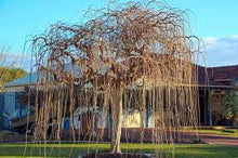 Load image into Gallery viewer, WEEPING MULBERRY - MORUS ALBA 50CM POT