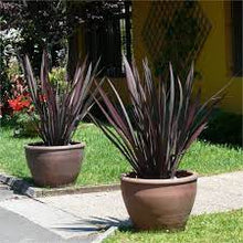 Load image into Gallery viewer, PHORMIUM TENAX DARK DELIGHT 18CM POT