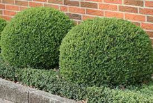 Load image into Gallery viewer, DUTCH BOX - BUXUS SEMP SUFFRUTICOSA 20CM POT