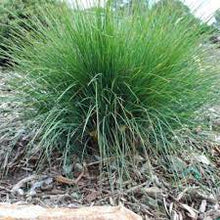 Load image into Gallery viewer, LOMANDRA CONFERTIFOLIA FROSTY TOP 14CM POT