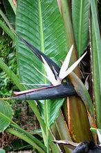 Load image into Gallery viewer, STRELITZIA NICOLAI - GIANT BIRD PARADISE 25CM POT