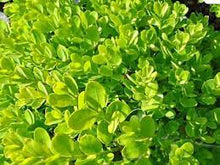 Load image into Gallery viewer, DUTCH BOX - BUXUS SEMP SUFFRUTICOSA 20CM POT