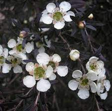 Load image into Gallery viewer, LEPTOSPERMUM OBOVATUM STARRY NIGHT 14CM POT